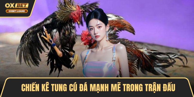 Chiến kê tung cú đá mạnh mẽ trong trận đấu