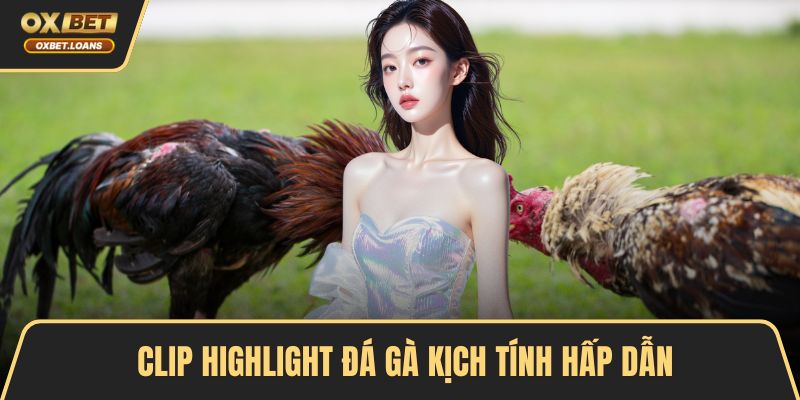 Clip highlight đá gà