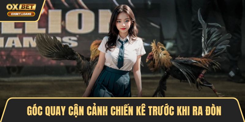 Góc quay cận cảnh chiến kê trước khi ra đòn quyết định