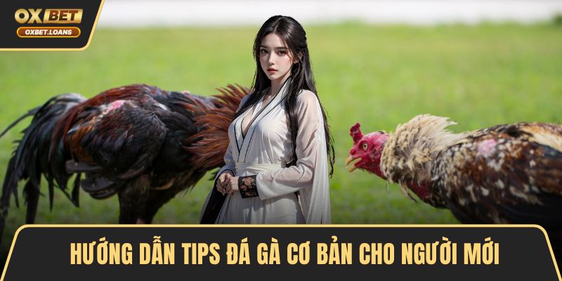 Hướng dẫn tips đá gà cơ bản cho người mới