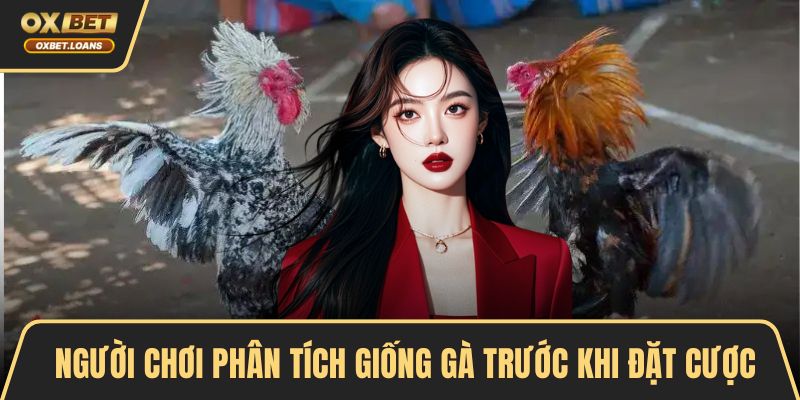 Người chơi phân tích giống gà trước khi đặt cược