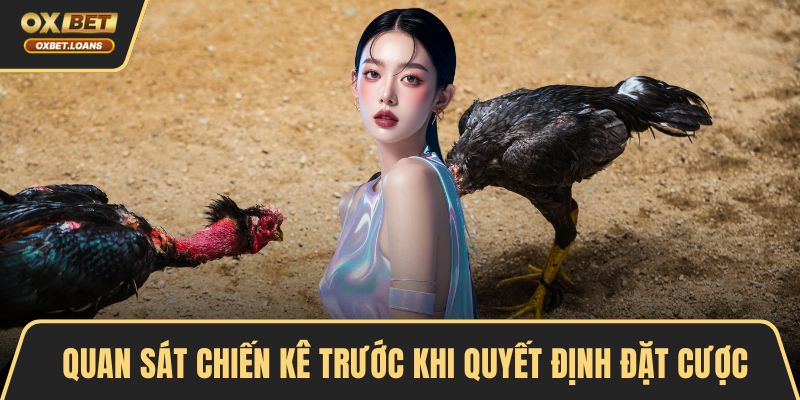 Quan sát chiến kê trước khi quyết định đặt cược
