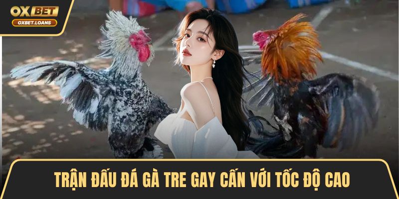 Trận đấu đá gà tre gay cấn với tốc độ cao