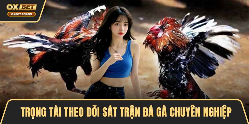 Trọng tài theo dõi sát trận đá gà chuyên nghiệp